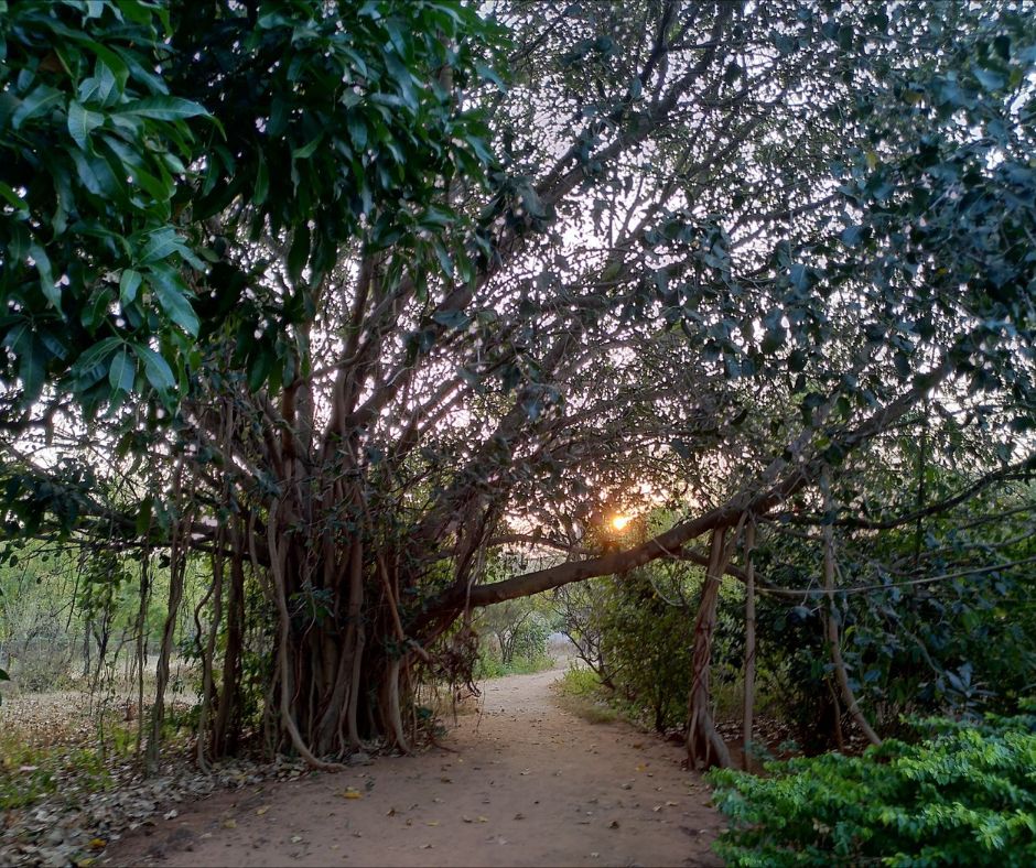 Vue paisible sur la nature depuis la clinique ayurvédique, un moment de calme et de contemplation durant la retraite Yoga et Travail de Byron Katie.