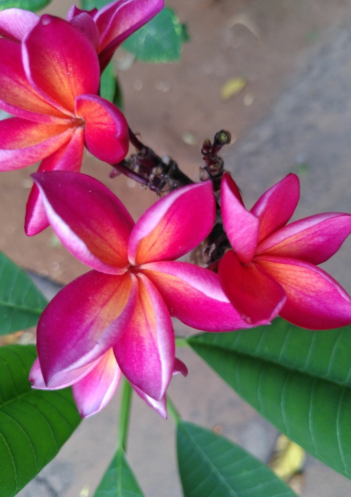 Jardin tropical du Kerala près de la clinique ayurvédique, un lieu paisible de ressourcement pendant la retraite Yoga et Travail de Byron Katie.