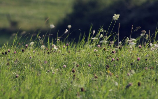 Journée Nature